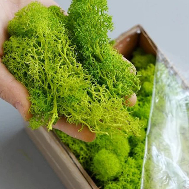 인공 녹색 이끼 식물 영원한 생명 잔디, 미니 풍경 가 - Sphagnum Moss Dry 리뷰 및 가격
